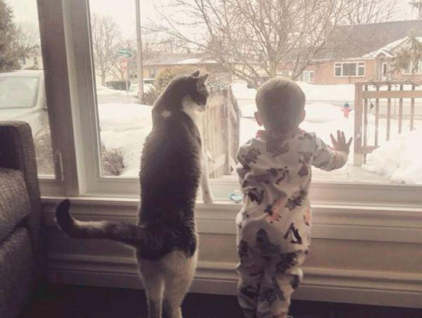 Кіт і дитина дивляться у вікно