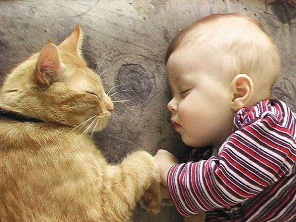 Спільний котячо-дитячий сон