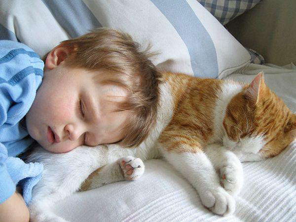Спільний котячо-дитячий сон