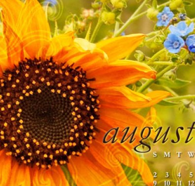 Квітка соняшника-символ серпня